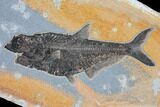 Wide Green River Fossil Fish Wall Display - Striking Rock Color #104582-2